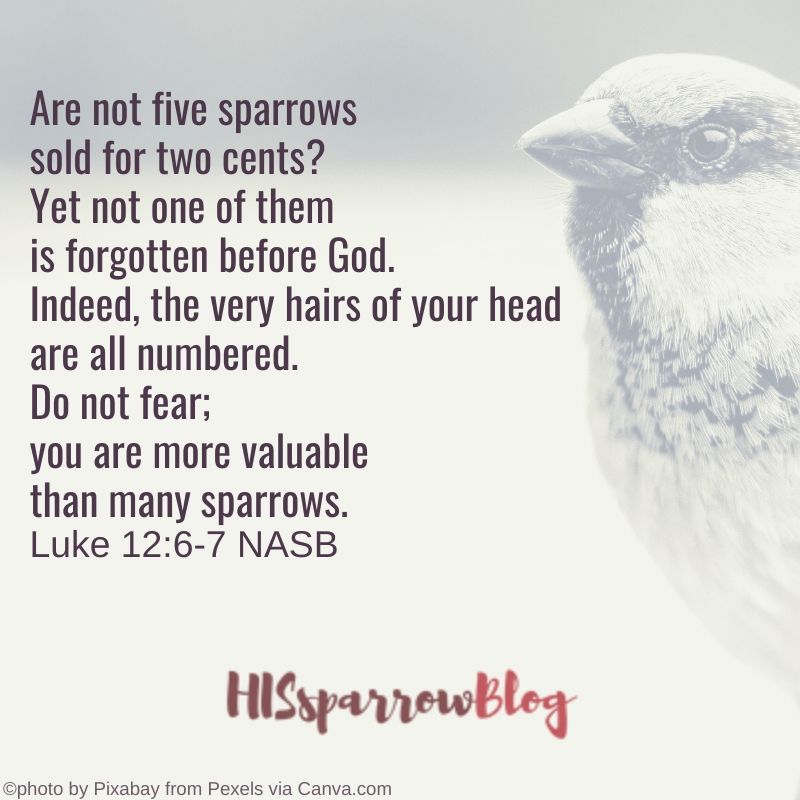 Are not five sparrows sold for two cents? Yet not one of them is forgotten before God. Indeed, the very hairs of your head are all numbered. Do not fear; you are more valuable than many sparrows. Luke 12:6-7 | HISsparrowBlog