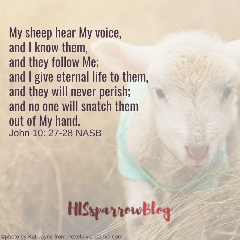My sheep hear My voice, and I know them, and they follow Me; and I give eternal life to them, and they will never perish; and no one will snatch them out of My hand. John 10: 27-28 NASB | HISsparrowBlog