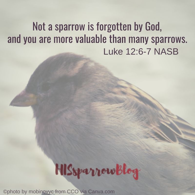Not a sparrow is forgotten by God, and you are more valuable than many sparrows. Luke 12:6-7 NASB
